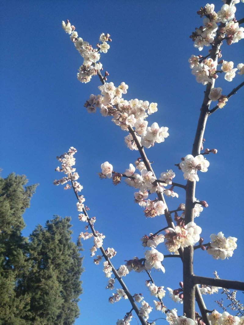 梅子苗