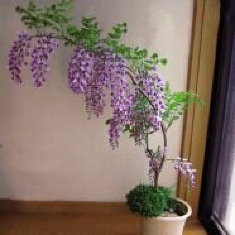 紫藤花树苗爬藤植物庭院围墙四季开花盆栽花苗绿植花卉藤蔓紫