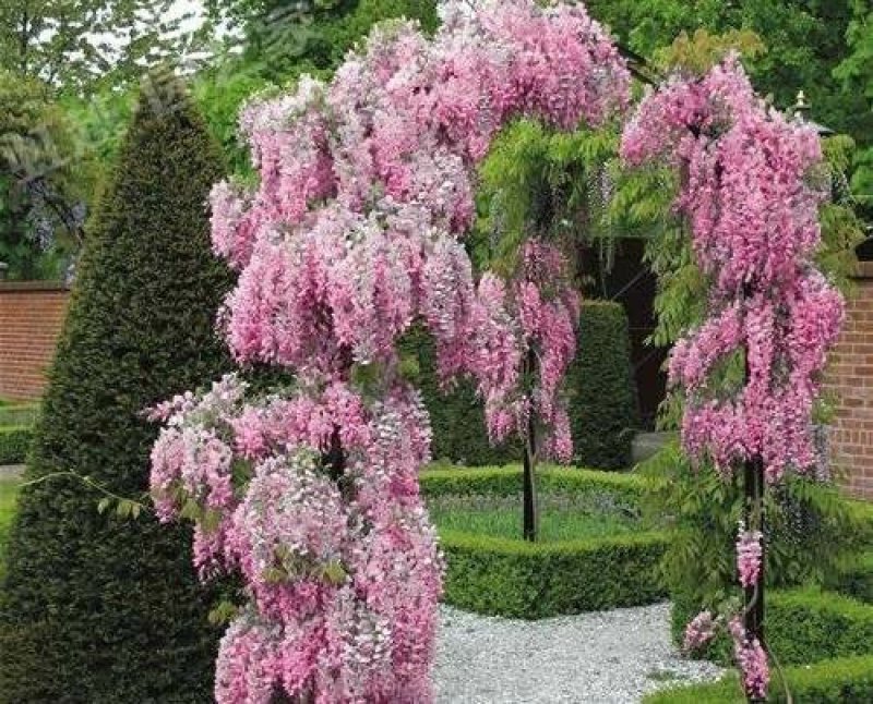 紫藤花树苗爬藤植物庭院围墙四季开花盆栽花苗绿植花卉藤蔓紫