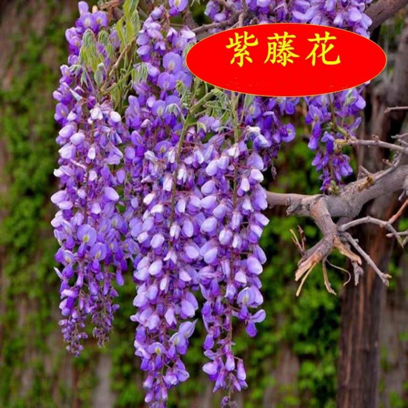 紫藤花树苗爬藤植物庭院围墙四季开花盆栽花苗绿植花卉藤蔓紫