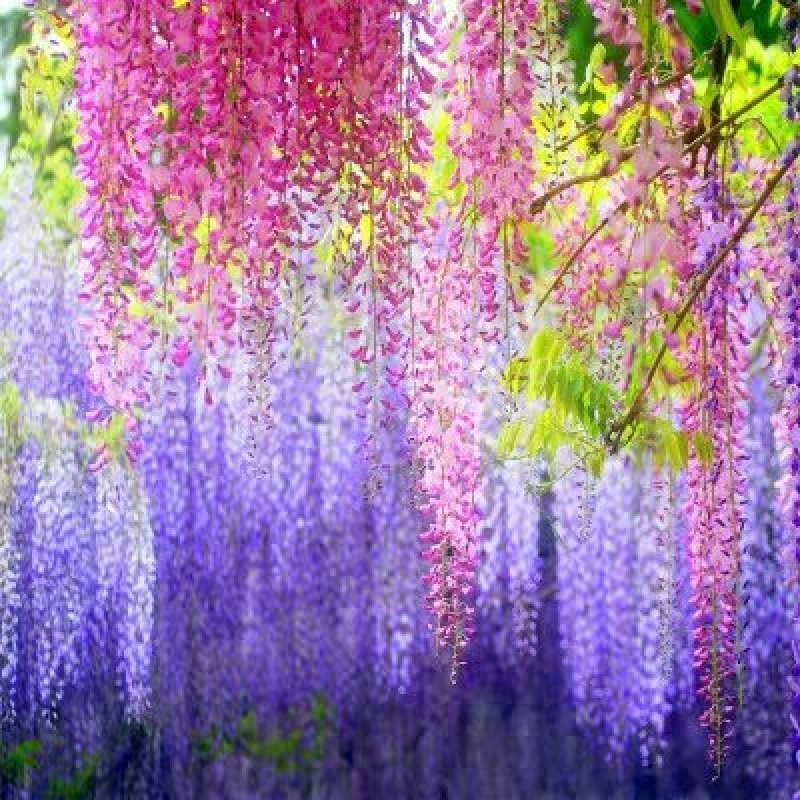 紫藤花树苗爬藤植物庭院围墙四季开花盆栽花苗绿植花卉藤蔓紫
