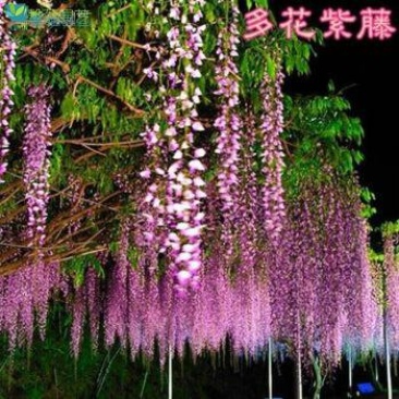 紫藤花树苗爬藤植物庭院围墙四季开花盆栽花苗绿植花卉藤蔓紫