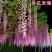紫藤花树苗爬藤植物庭院围墙四季开花盆栽花苗绿植花卉藤蔓紫