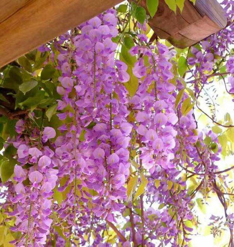 紫藤花树苗爬藤植物庭院围墙四季开花盆栽花苗绿植花卉藤蔓紫