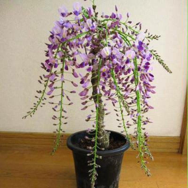 紫藤花树苗爬藤植物庭院围墙四季开花盆栽花苗绿植花卉藤蔓紫