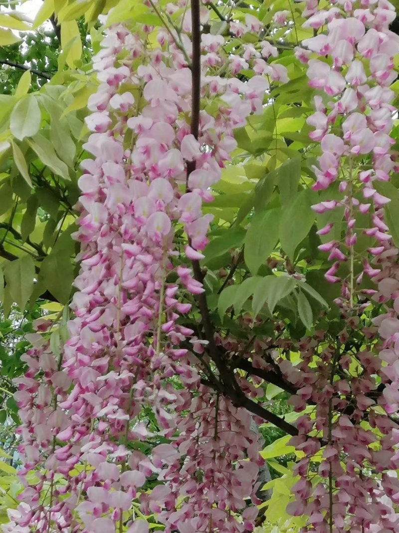 紫藤花树苗爬藤植物庭院围墙四季开花盆栽花苗绿植花卉藤蔓紫