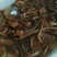茶树菇干货开伞茶薪菇香菇农家特产农副土特产品