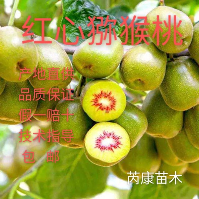 红心猕猴桃苗、产地直供、品质保证，现挖现买