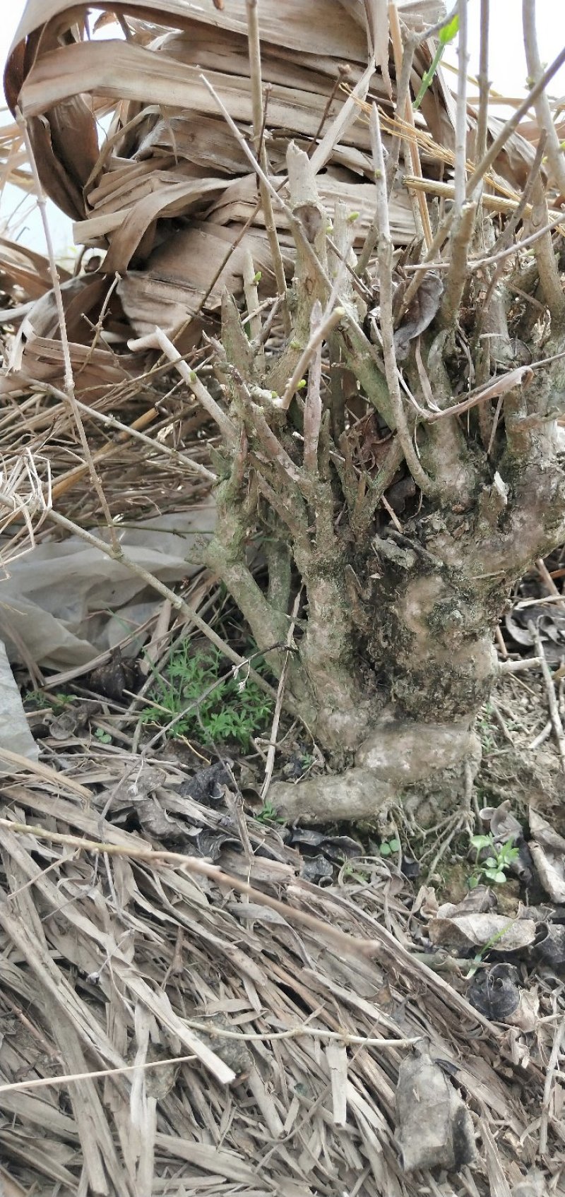 15年老桩茉莉花苗茉莉花盆栽老桩2棵起批