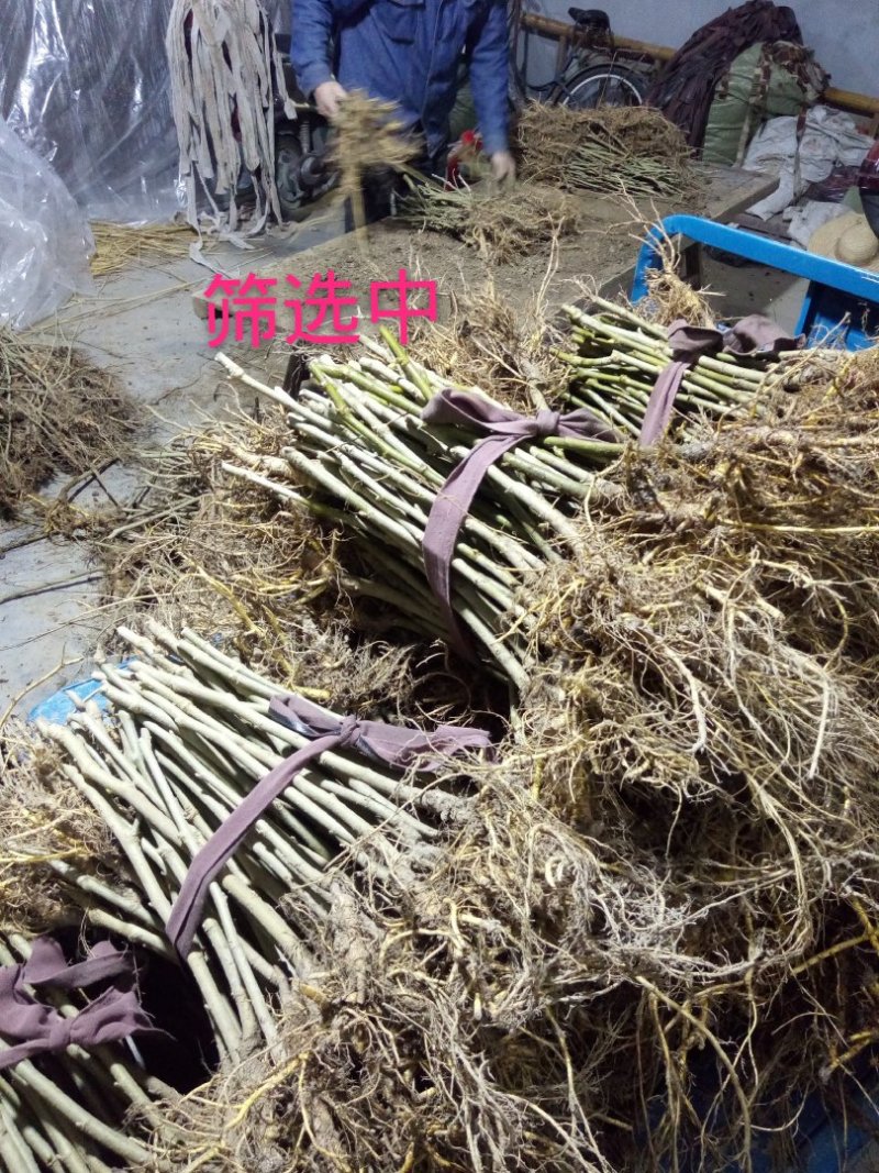 桑树苗云桑1号2号桑果苗100%嫁接桑葚苗