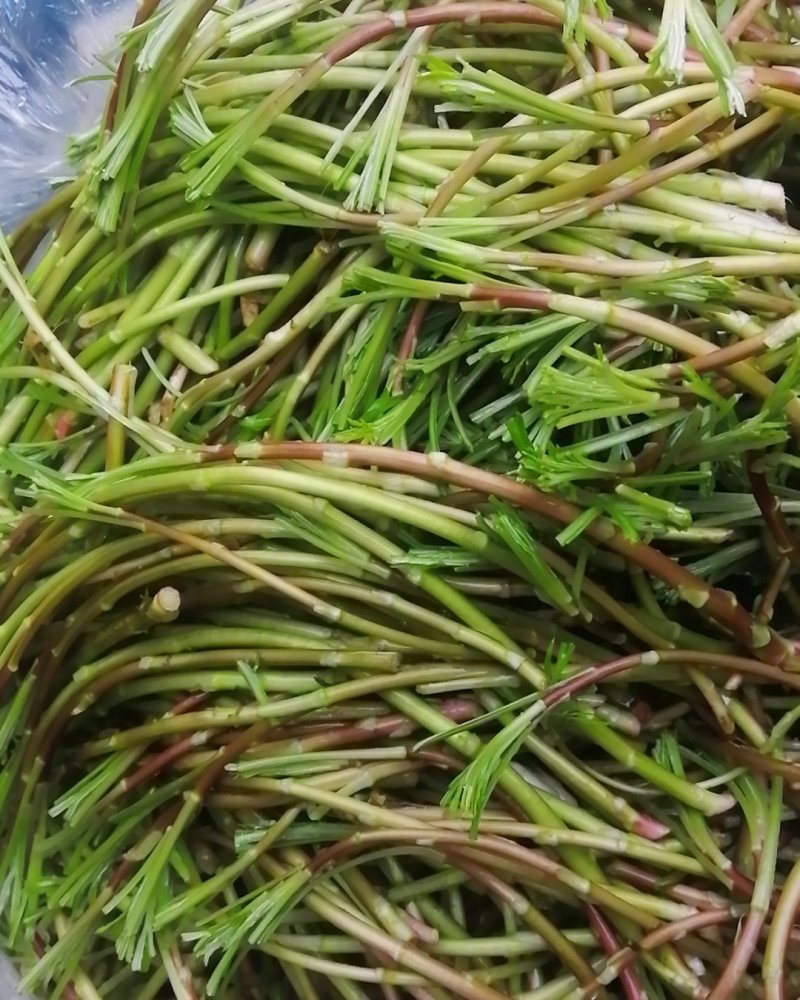 野生芦蒿品质好量大从优