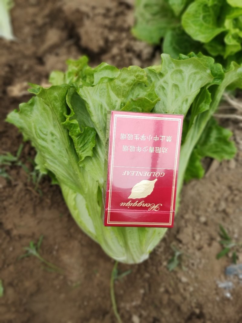 生菜精品意大利生菜产地现摘现发商超质量保证