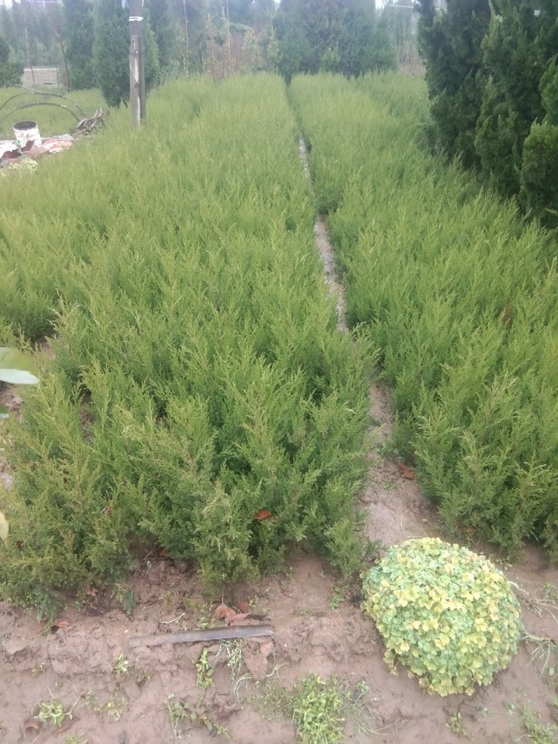 清明墓地常青松柏专售高度自选技术支持包成活