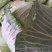 精品甘蓝，包包菜，莲花白，叶绿，个头均匀，，