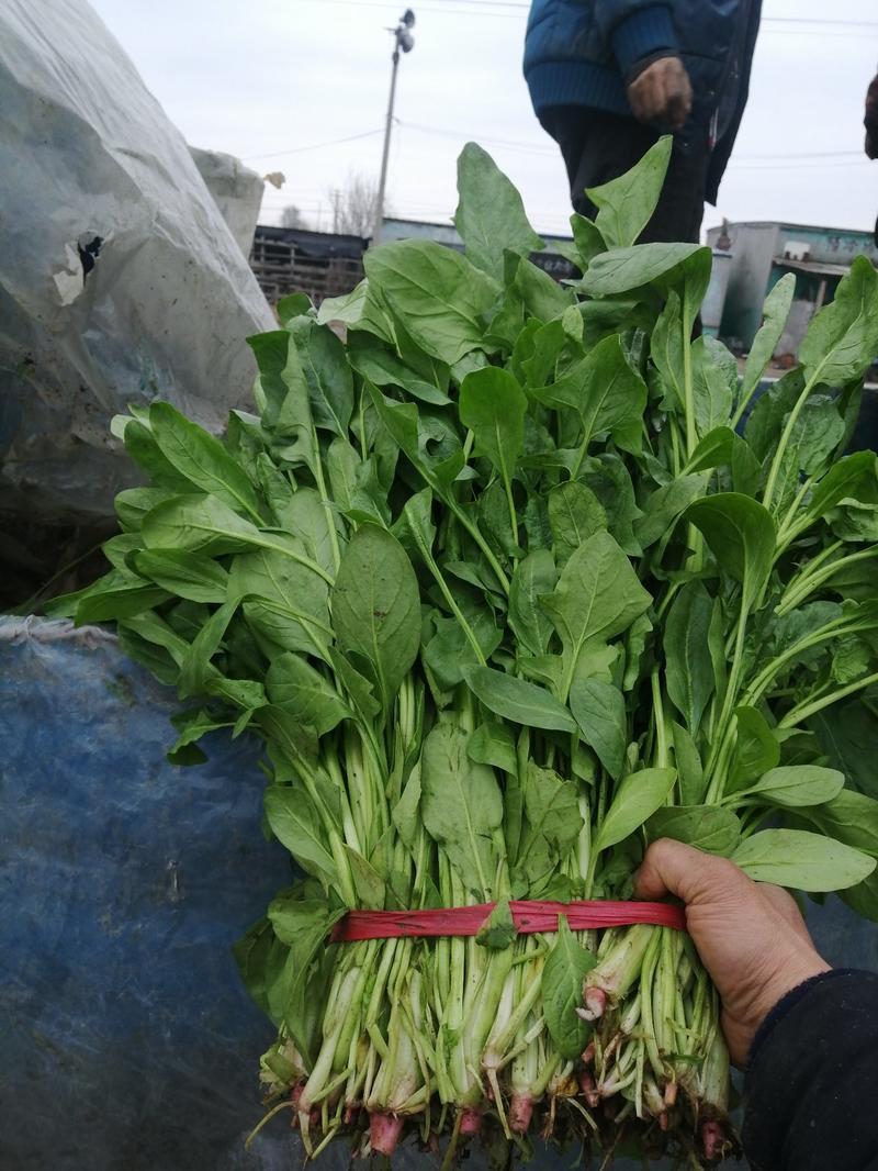 高杆菠菜、质量好量大、35~40厘米