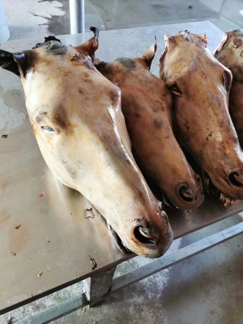 一手货源新鲜去毛马头带毛马头去皮马头