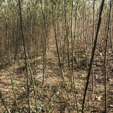 速生柳竹柳1一8公分常年供应，基地直发包成活