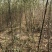 速生柳竹柳1一8公分常年供应，基地直发包成活