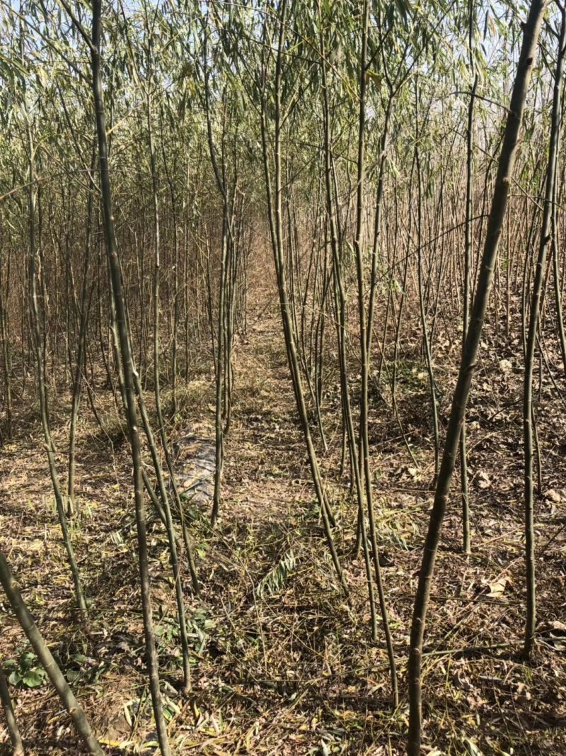 速生柳竹柳1一8公分常年供应，基地直发包成活