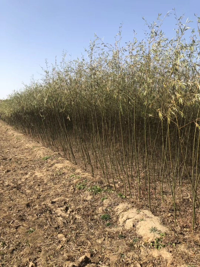 速生柳竹柳1一8公分常年供应，基地直发包成活