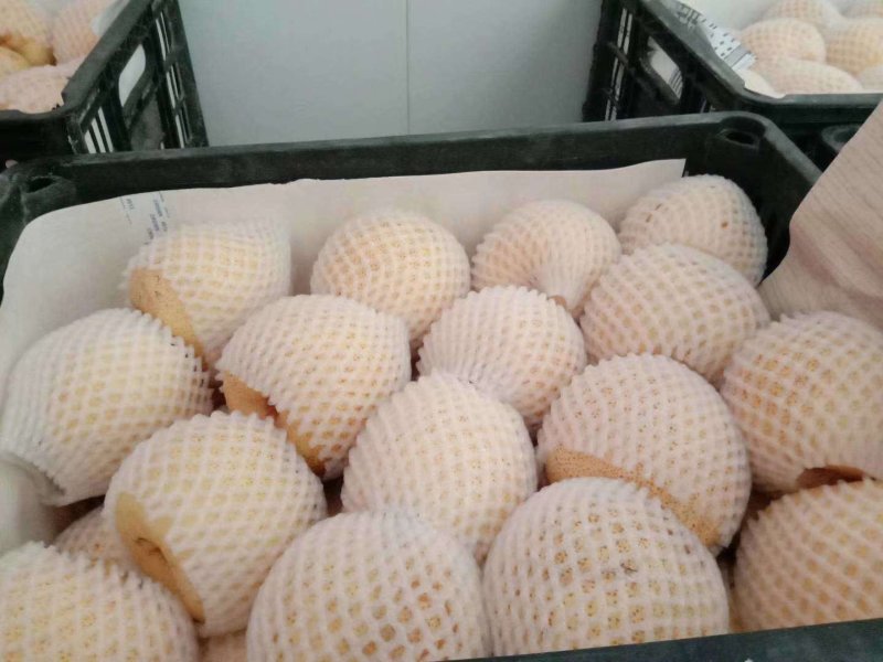 宁陵酥梨，产地直发，梨花桥村鲜水果大量上市中