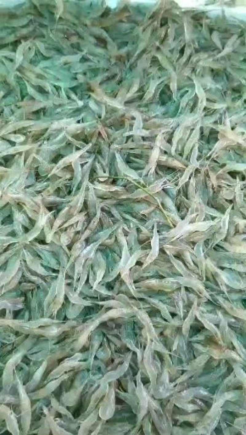 清水小河虾，虾稻混养