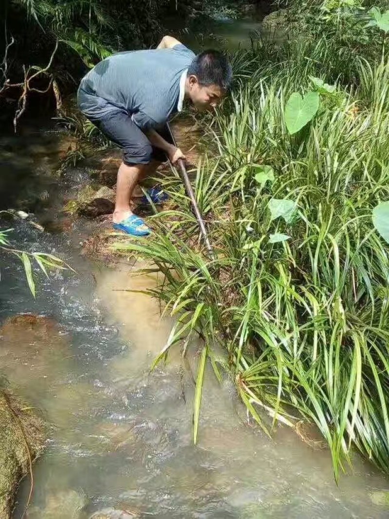 石菖蒲种苗