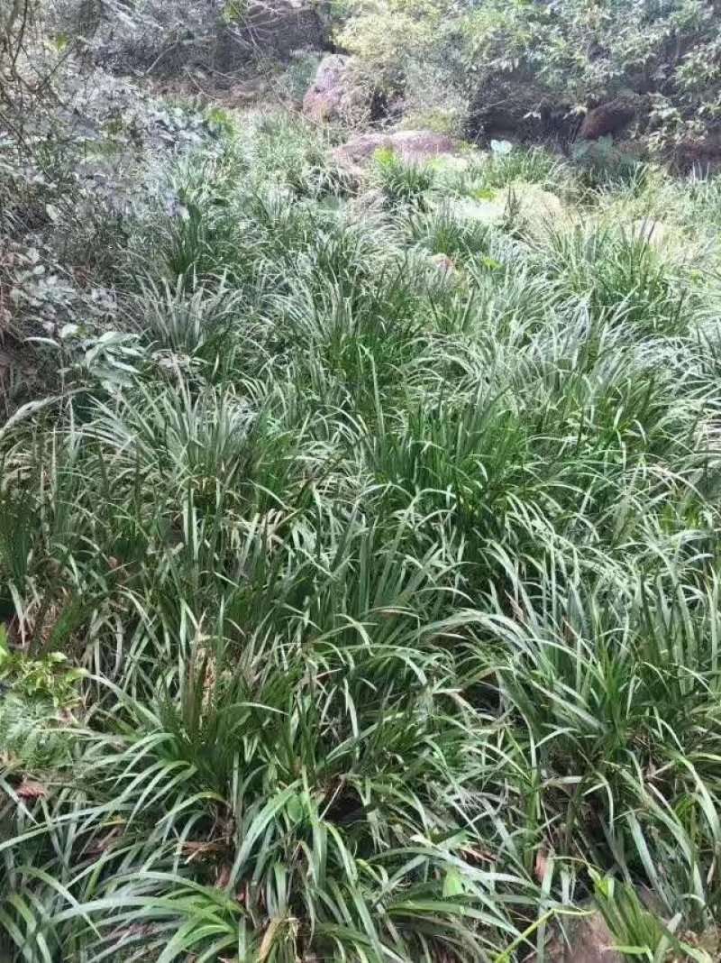 石菖蒲种苗