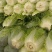 黄心菊锦大白菜4~6斤净菜推荐潍坊青专业团队装车割菜