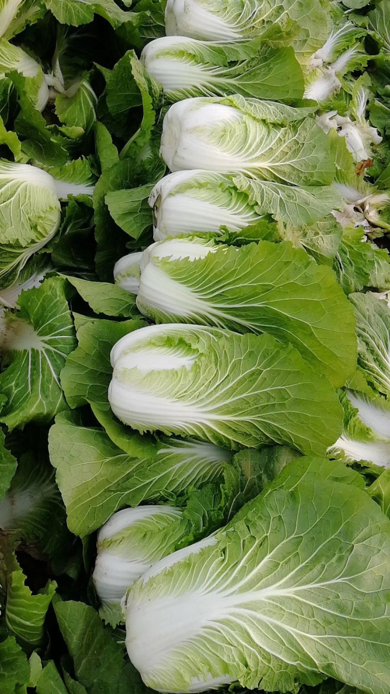 黄心菊锦大白菜4~6斤净菜推荐潍坊青专业团队装车割菜