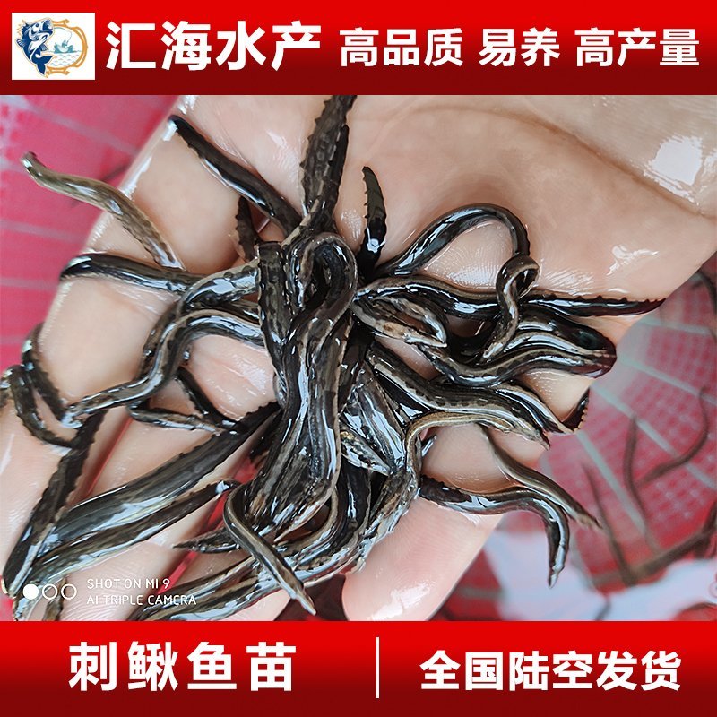 刺鳅鱼苗批发中华大刺鳅鱼苗刀鳅鱼苗猪麻锯鱼苗