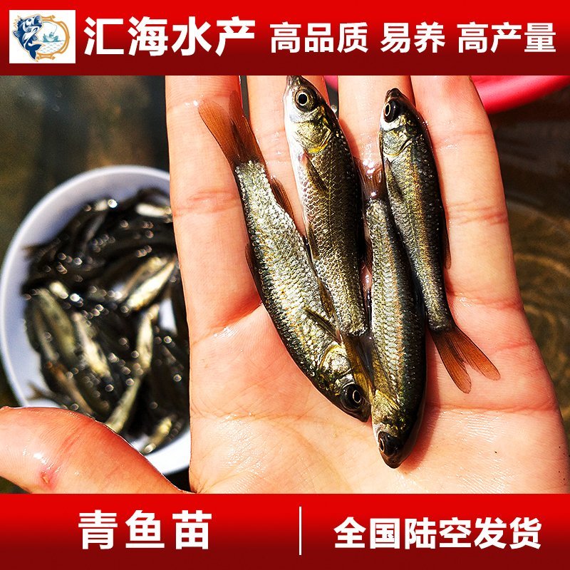 青鱼苗黑鲩鱼苗螺丝青鱼苗渔场直供各种规格