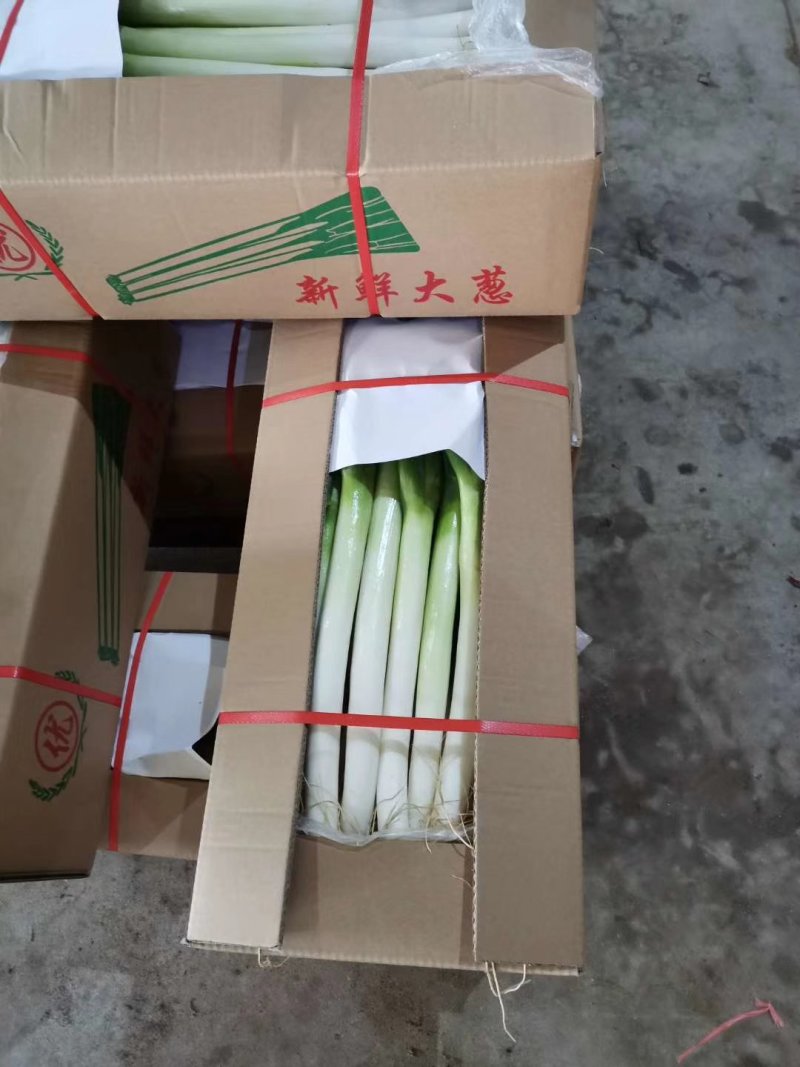 福建漳浦大葱年底上市，毛葱，加工冷库箱葱，网袋，质量至上