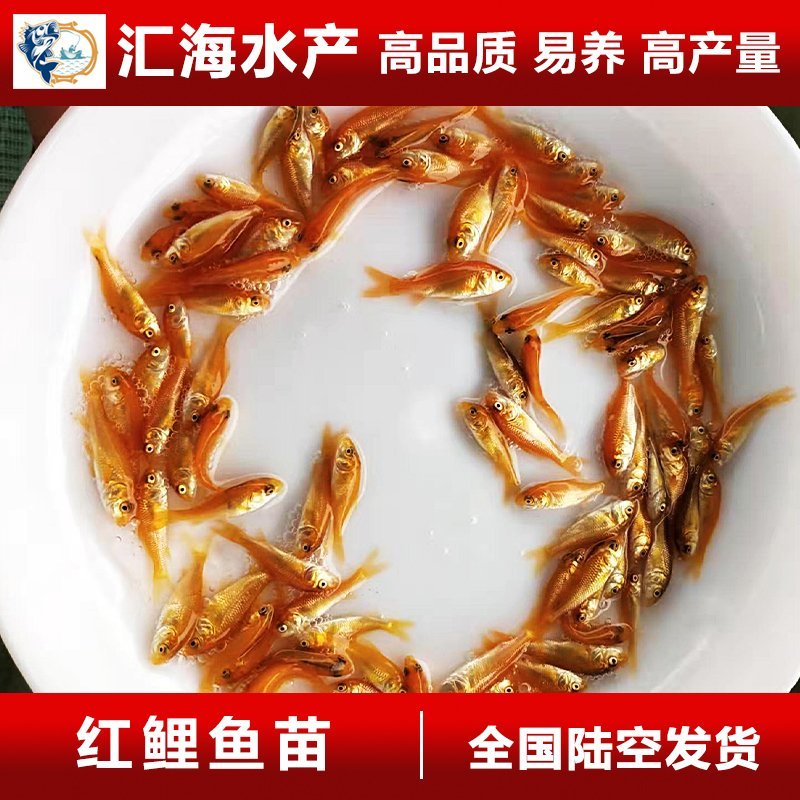 红鲤鱼苗兴国红鲤鱼苗3-4公分产地直供