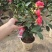四季茶花
