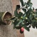 四季茶花