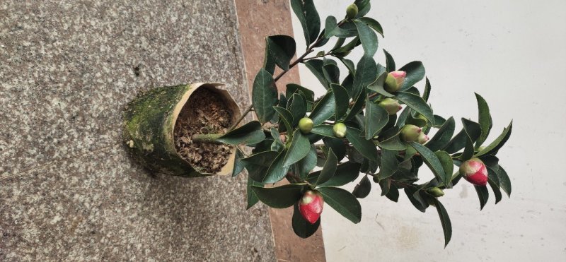 四季茶花