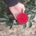 四季茶花