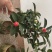 四季茶花
