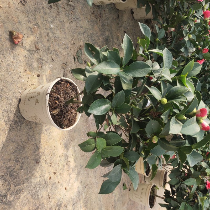 四季茶花