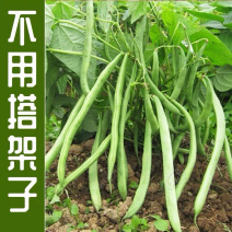 【牛商推荐】无架豆角种子四季豆种子阳台豆种豇豆四季豆