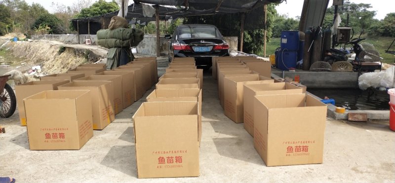 花鲢鱼苗大头鱼苗鳙鱼苗胖头鱼苗调理水质快大