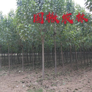 楸树-金丝楸树-速生楸树6公分7公分8公分9公分