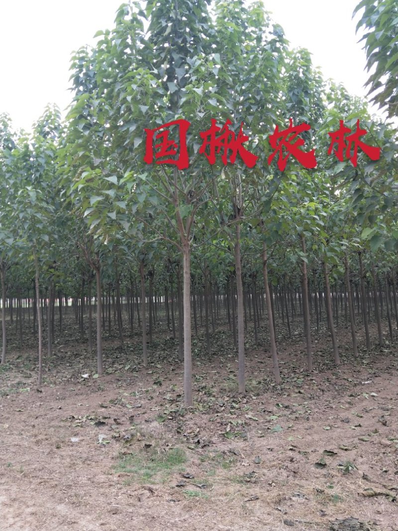 楸树-金丝楸树-速生楸树6公分7公分8公分9公分