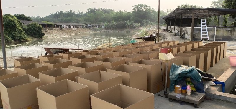 黄骨鱼苗黄颡鱼苗黄菇鱼苗产地直供价格优惠