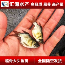 缩骨大头鱼苗缩骨鳙鱼苗缩骨花鲢鱼苗缩骨胖头鱼