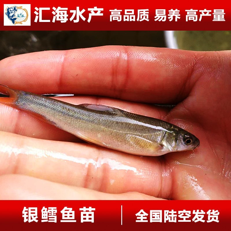 银鳕鱼鱼苗银雪鱼苗大鳞鲃银鳕鱼产地直供