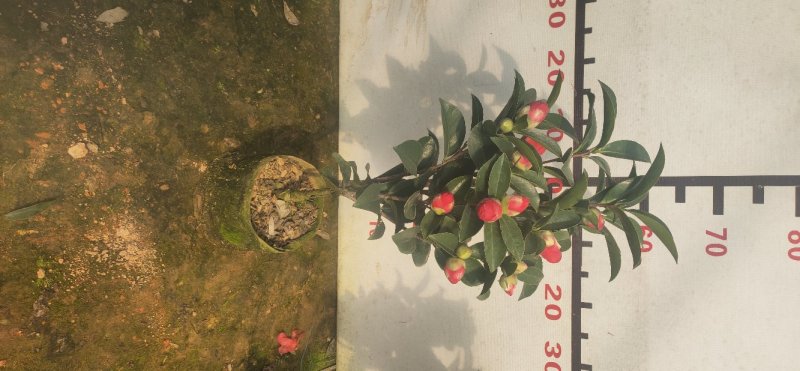 四季茶花