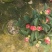 四季茶花