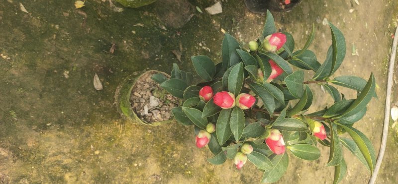 四季茶花